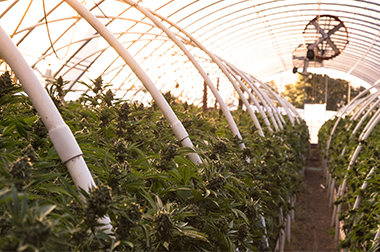 CBN, CBC, CBG and THCV: minor cannabinoids | SQDC